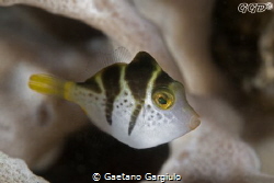 cute little mimicking file-fish by Gaetano Gargiulo 